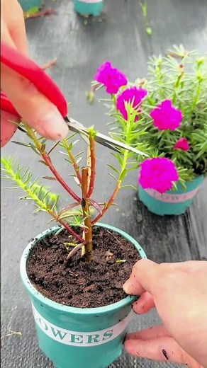 Technique planting and pruning portulaca flowers in pot so beautiful ❤️ #portulacaflower #flower