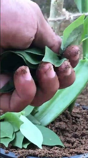 How to Start a Vanilla Plantation for Maximum Yield! EP273#vanilla #vanilaplant #grafting