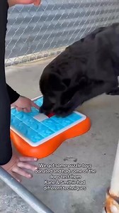 Brains, Paws, and Treats: Watch Our Dogs’ Puzzle Solving in Action! | PawSafe Animal Rescue