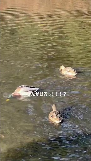 ～歴史と自然が魅力～横浜・三溪園