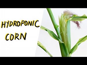 Hydroponic Corn from Seed to Harvest