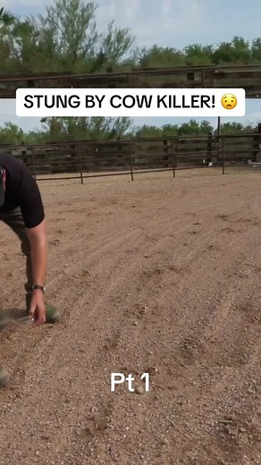 Getting stung by the cow killer ant! #bravewilderness #cyotepeterson