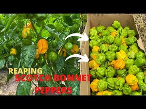 How to harvest scotch bonnet peppers