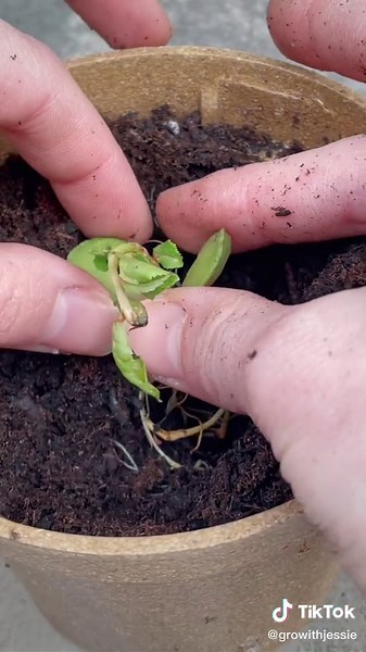 Growing Your Favorite Stone Fruit: Apricot Gardening Guide