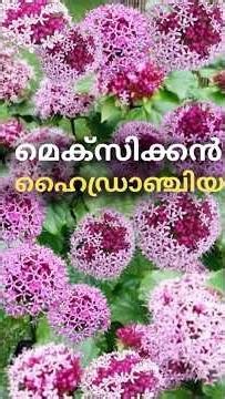 African hydrangea combos #leafgarden #gardening #floweringplant #garden #indoorplants #viralplants