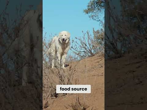 Avoid These Coyote Attacks At All Costs with Maremma Sheepdogs!