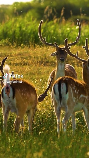 Deer Pooping ##animalpoop #animalshiding #tiktokanimals #animals #deerseason #buck #nature #wildanimals #farmlife #reindeer #petsoftiktok #deerpoop