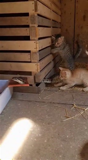 Kitten vs Python #short #kitten #python