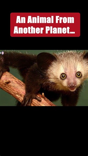 This Animal Shouldn’t Exist… But It Does 😳🌍