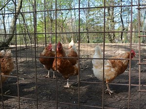 Bird Flu In MA: What To Know About Deadly Outbreak