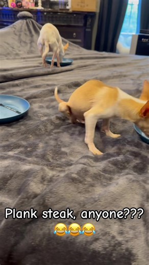 239K views · 16K reactions | Feeding time around here has become so...