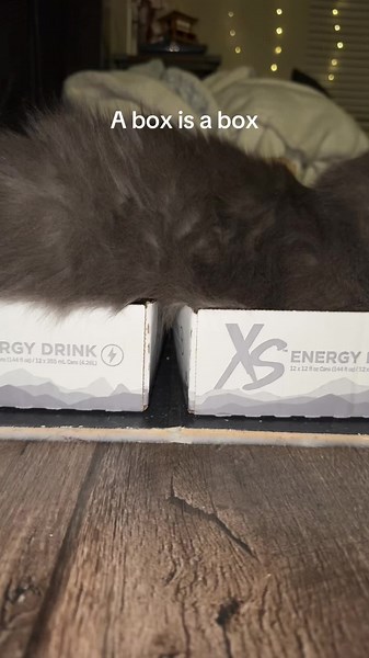 Kotik the Cat Loves Boxes of All Sizes