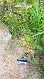 Testing a Strange Internet Hack to Get Rid of Ants