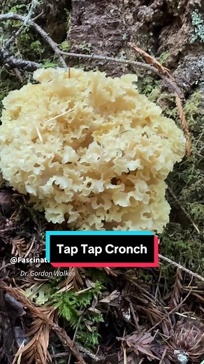 ASMR Mushroom Tapping Compilation from California Coast | Tap Tap Cronch