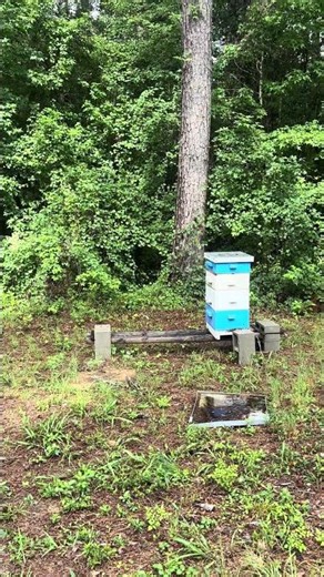 Good morning from the bee yard! #goodmorning #beekeeping #beekeeper #beekeepers #honeybees #nature