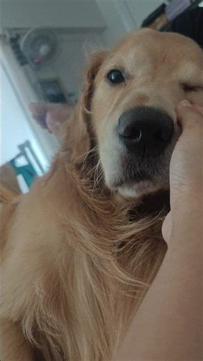 My little hug 🤗🫂 #dog #doglover #goldenretriever