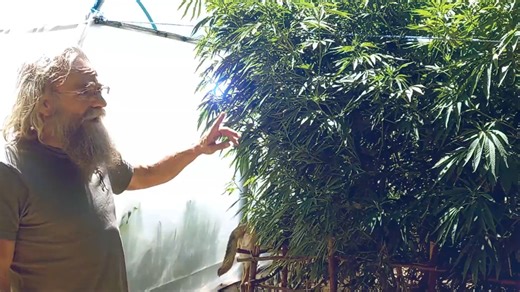 Embark on another captivating episode of our journey with Natie Ferreira as we delve deeper into his fascinating history and profound connection with cannabis. In Episode 2, we uncover pivotal moments that have shaped Natie's trajectory, leading him to become a trailblazer in the cannabis industry. Originally published 21 March 2024 Join us as we witness the excitement of Dagga Farmacy's opening day at the Jazz Farm, where Natie's son takes us on an exclusive tour of their enchanting gardens. Ex