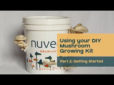 Using your DIY Mushroom Growing Kit🪣 | Start Your Home Mushroom Farm🍄