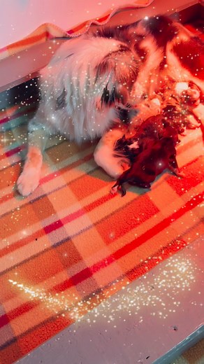 Berger Australien Miniature / Miniature Australian Shepherd on Reels