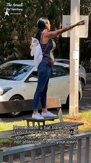 110K views · 5.9K reactions | Back by popular demand, we present to you: Amazing mommy and baby bat REUNION! Our super experienced volunteer helping mommy bat retrieve her fallen baby bat. *Never touch a bat barehanded* *If you find a bat in need always contact your local wildlife center. Do not attempt this on your own!* #babybat #batrescue #wildliferescue #animalsanctuary #reunion #experience #volunteer #amazing #amazingvideo #MustWatch #donotmiss | The Israeli Bat Sanctuary | Facebook