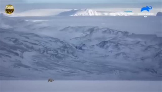 Animals wildlife Amazon | #animals_in_world The wild winter Arctic surviving through Swamps Africas deadliest animals hindi video | Instagram