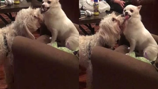 Angry Dog Stops Growling After a Sweet Kiss
