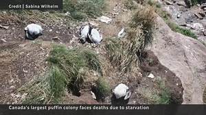 The volunteers who rescue Atlantic puffin chicks — called "pufflings"...