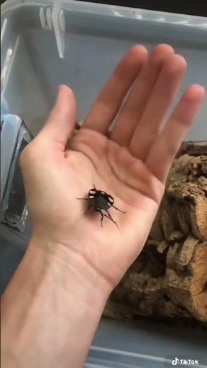 Have you ever seen a domino cockroach?