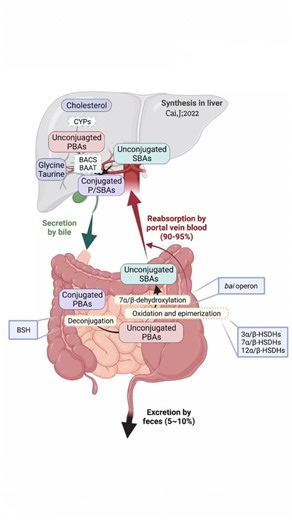 @biochemistry_nutrition_medlab on Instagram‎: "Gut microbiota regulates BileAcids metabolism in the enterohepatic circulation BAs are synthesized from cholesterol in the liver via oxidation catalyzed by CYPs & conjugation catalyzed by BACS & BAAT.Subsequently,BAs are secreted into intestine post prandial.Most BAs(90%–95%)are reabsorbed into liver by portal vein blood,& only a small portion(5%–10%)are excreted into feces.Gut microbiota inhabiting the intestines carry out biotransformations to con