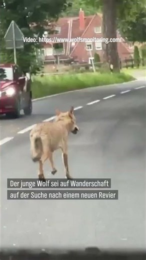🐺 🚗Wolf bei Hamburg gefilmt: Spektakuläre Begegnung auf dem Schulweg #news #shorts #hamburg #wolf