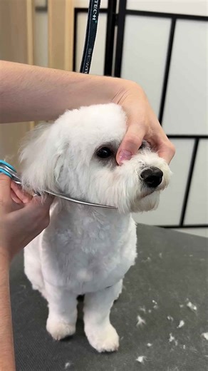 Just a little Maltipoo getting cute 🎀