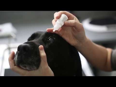 how to give eye drops to a dog - Vet Advice