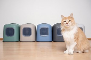 How Do Cats Urinate? - Cuteness