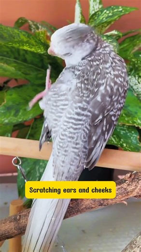 Avian | Tips to help parrots stop itching and have smooth feathers again in just a few days 😢 #budgies #cutepets #petlover #parrotlover #bird... | Instagram