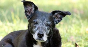 Older Dog Health: Here’s What You Need To Know