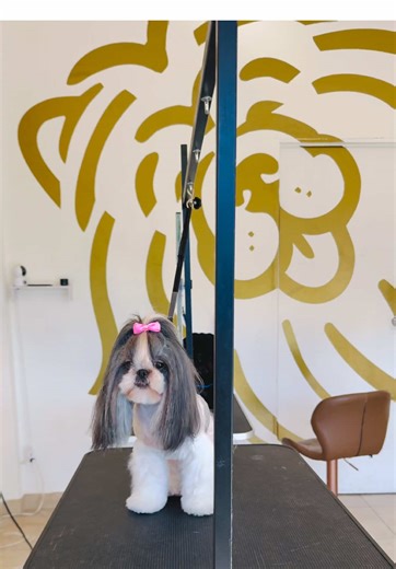 ✨ SHIHTZU BOOM ✨ Bienvenidos a Jasper Studio ARNULFITO, CRUELLA, DONATELLO y PEACH, esperamos que disfruten su día de SPA con nosotros 🛁🫧🐶✨ Tus perrit@s merecen siempre un trato digno, el mejor de y sobre todo la mejor atención🐾 Envíanos WhatsApp al 8140205713 y con gusto agendamos cita para consentir a tus perrhij@s. O visítanos en Av. Alfonso Reyes 351, Col. Contry Tesoro, Monterrey, 64850. Los esperamos🐩🐶🐾✨🛁 #jasperstudio #shihtzu #shihtzusoftiktok #shihtzulovers #shihtzumonterrey