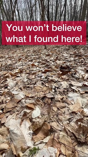 Who wants to live forever? Apparently, tardigrades (and nematodes) want to live forever!! . Six months ago, I took a sample of leaf litter from the forest and left it inside a sealed jar to decompose. To my surprise and after all this time, I found a cute tardigrade in a piece of this decomposing material. Did you see its adorable eyes (ocelli)? . Tardigrades (water bears) are not only super-cute but their biology is remarkable. Although you may have heard that tardigrades are immortal, they are