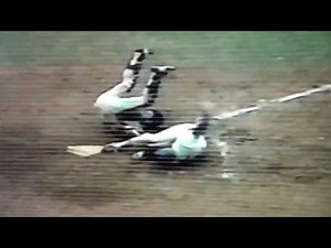 Bob Horner Runs Over Ron Hodges At Home Plate
