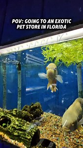 met a derp fish for real. 😧 - #fy #explore | LITFRANK