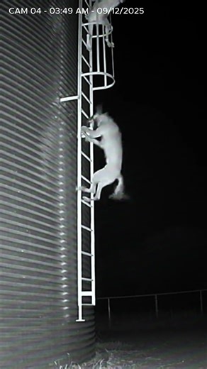 Climbing the silo ladder! 🪜😱