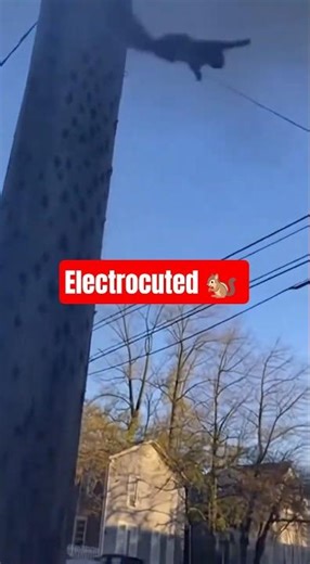 Squirrel climbs and electrocuted and saved 😭🥺🤯#youtubeshorts #viral #squirrel