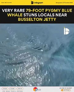 Very rare 79 foot pygmy blue whale stuns locals newr Busselton Jetty | Follow InfoGram for more updates #PygmyBlueWhale #BusseltonJetty #WesternAustralia #MarineLife #OceanGiants #NatureWonder #ViralNature #Australia | InfoGram