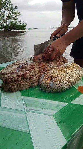 How to Clean Sea Cucumber 🌊 Catch Clean Cook