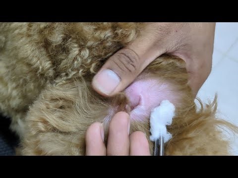 mangoworms extraction on my puppies