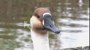 Closeup of a Swan Goose, Anser cygnoides. This species originates in Central Asia.