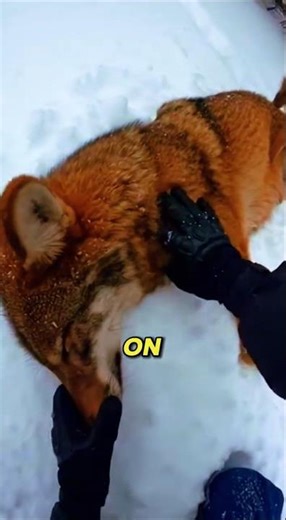 I Risked Everything to Save an Endangered Red Wolf 🐺🔥 #animalrescue #wildlife #POV