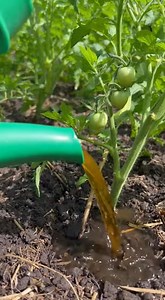 Votre jardin va changer si vous ajoutez simplement ça à votre eau d’arrosage | Astuces Recettes Trucs