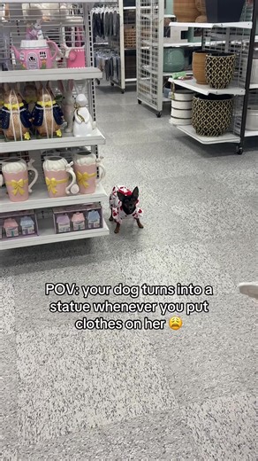 Cute Valentine's Dress for My Min Pin: Dog Fashion Fun