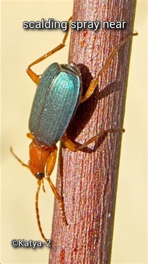 This beetle fires boiling chemicals at attackers | Bombardier Beetle | S01 022 | Remarkable Insects