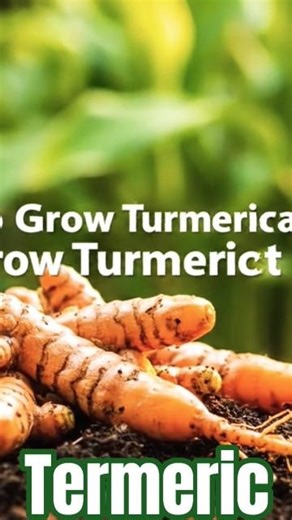 grow termaric at home #homegardening.